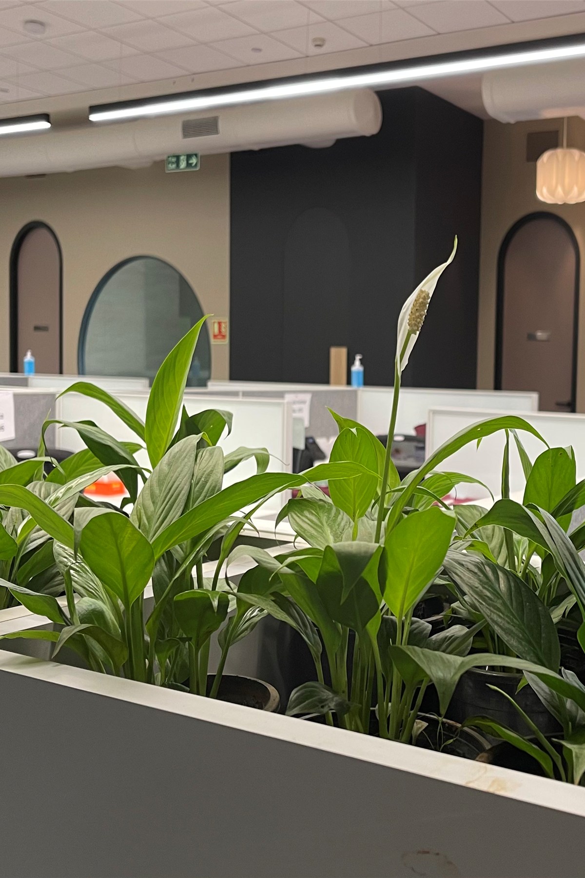 Plants on Rent